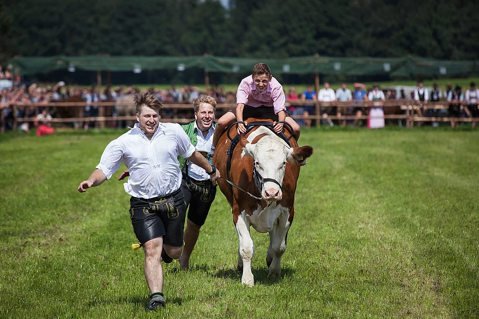 Ochsenrennen